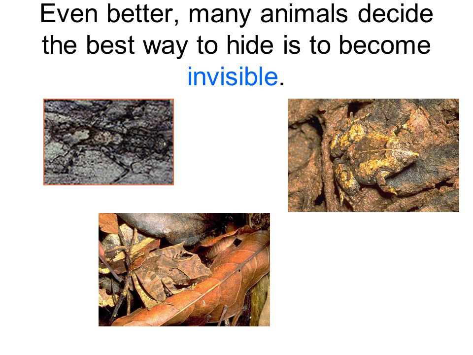 What Is Camouflage?. How do animals protect themselves in the wild? Color  or pattern allows the animal to blend into the environment. - ppt download