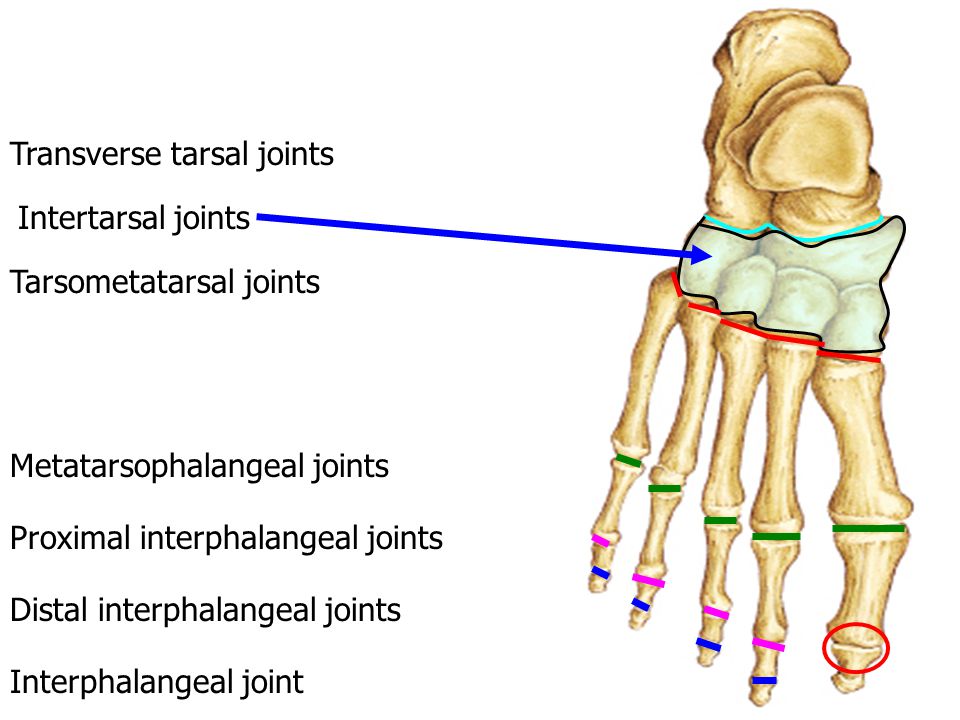Ankle and Foot Joint Anatomy and Physiology of Human Movement 420: ppt  download