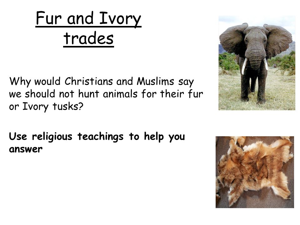 ANIMAL RIGHTS LO: To explore issues in this unit. - ppt download