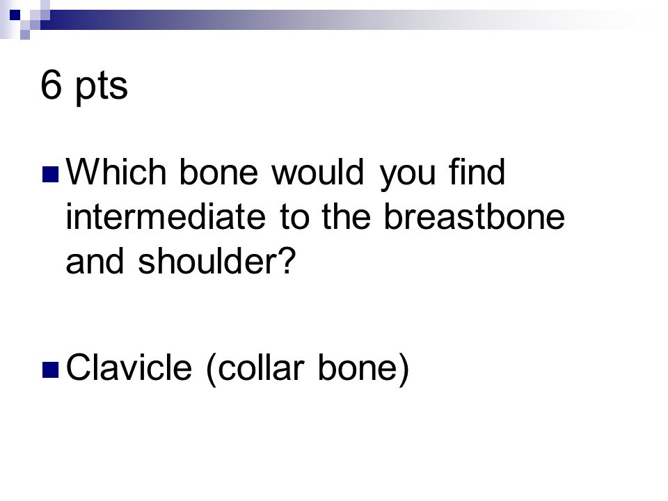 6 pts Which bone would you find intermediate to the breastbone and shoulder Clavicle (collar bone)