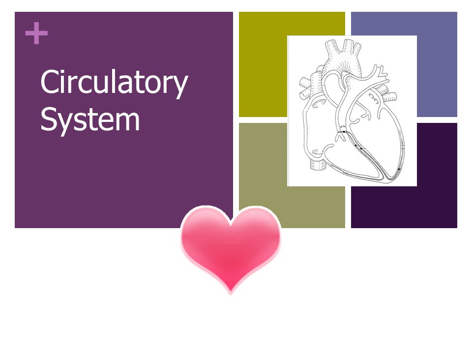 + Circulatory System