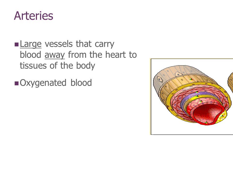 Arteries Large vessels that carry blood away from the heart to tissues of the body Oxygenated blood