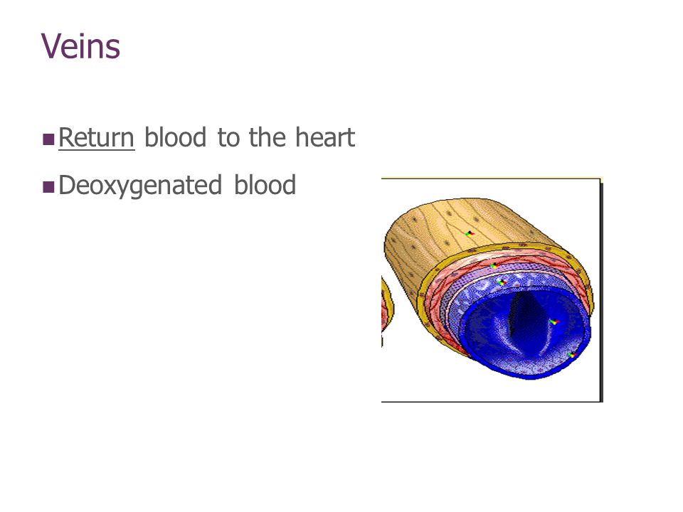 Veins Return blood to the heart Deoxygenated blood