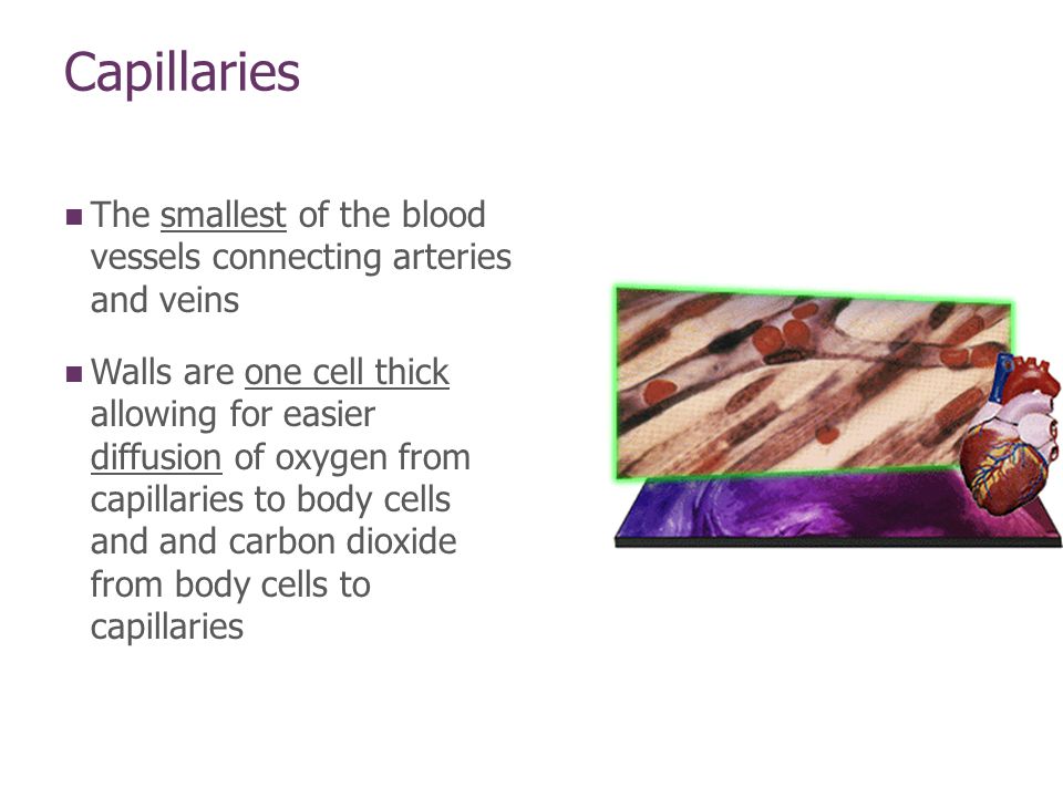 Capillaries The smallest of the blood vessels connecting arteries and veins Walls are one cell thick allowing for easier diffusion of oxygen from capillaries to body cells and and carbon dioxide from body cells to capillaries