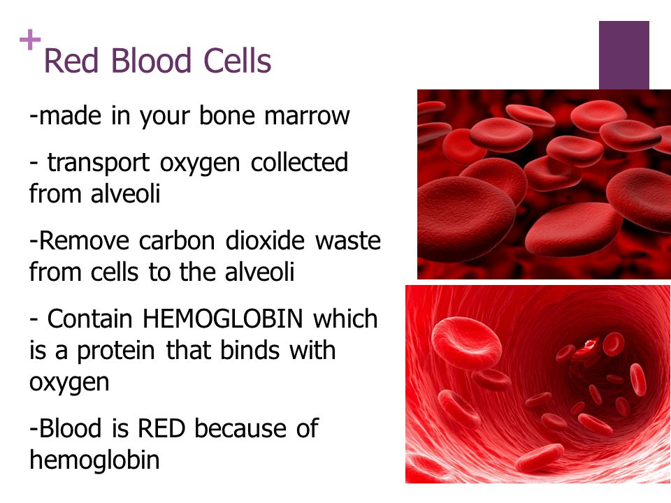 + Red Blood Cells -made in your bone marrow - transport oxygen collected from alveoli -Remove carbon dioxide waste from cells to the alveoli - Contain HEMOGLOBIN which is a protein that binds with oxygen -Blood is RED because of hemoglobin