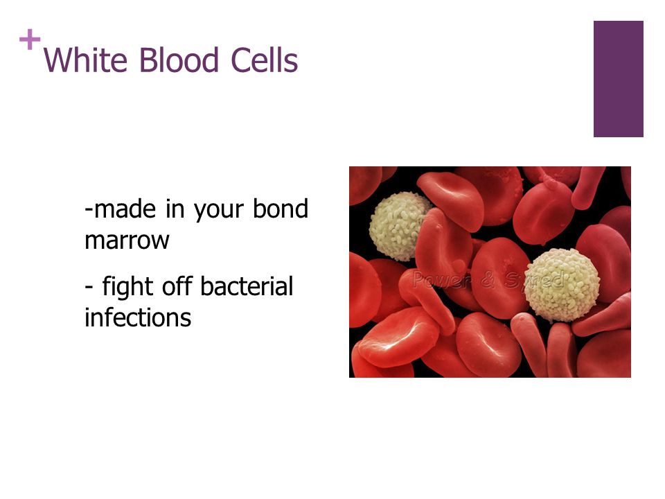 + White Blood Cells -made in your bond marrow - fight off bacterial infections