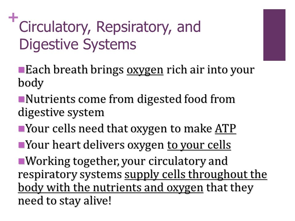+ Circulatory, Repsiratory, and Digestive Systems Each breath brings oxygen rich air into your body Each breath brings oxygen rich air into your body Nutrients come from digested food from digestive system Nutrients come from digested food from digestive system Your cells need that oxygen to make ATP Your cells need that oxygen to make ATP Your heart delivers oxygen to your cells Your heart delivers oxygen to your cells Working together, your circulatory and respiratory systems supply cells throughout the body with the nutrients and oxygen that they need to stay alive.