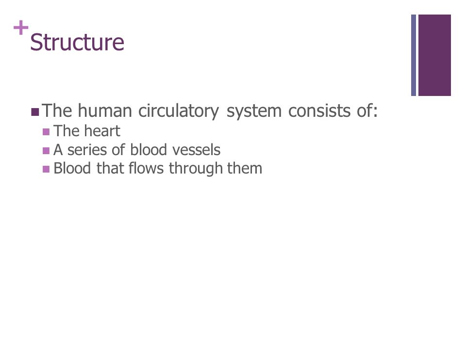 + Structure The human circulatory system consists of: The heart A series of blood vessels Blood that flows through them