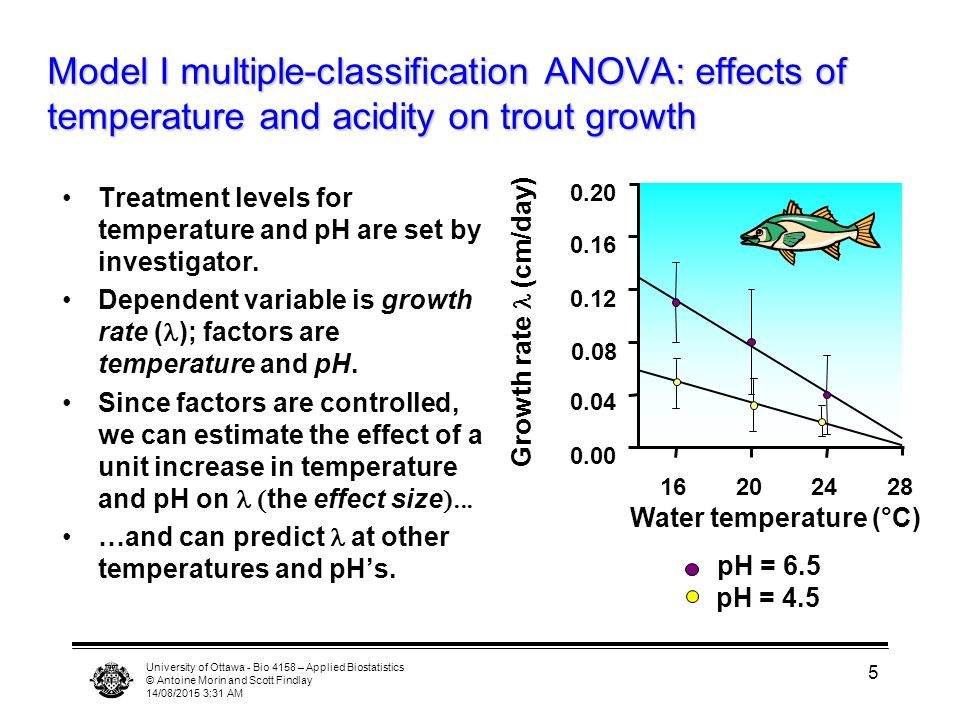 University of Ottawa - Bio 4158 – Applied Biostatistics © Antoine Morin and Scott Findlay 14/08/2015 3:33 AM 5 Model I multiple-classification ANOVA: effects of temperature and acidity on trout growth Treatment levels for temperature and pH are set by investigator.