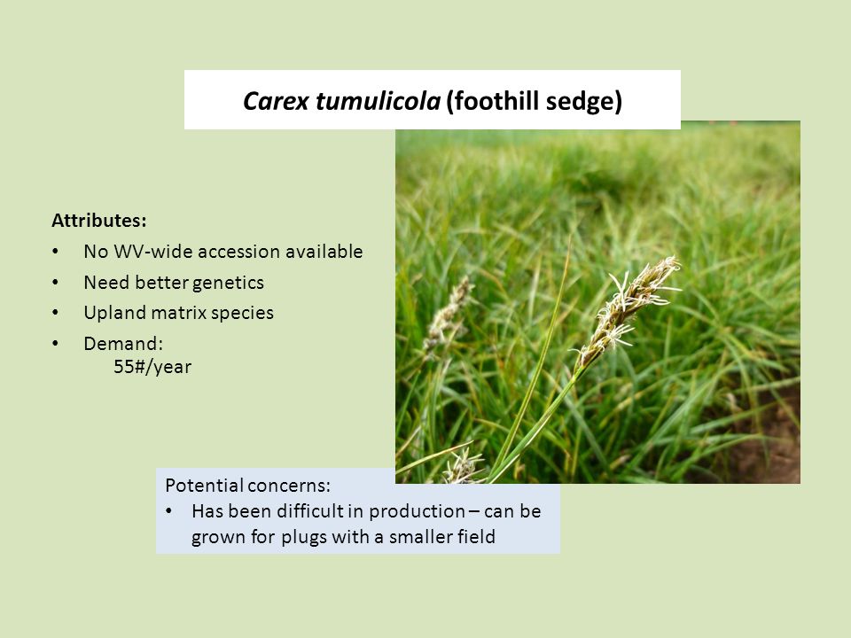 Potential concerns: Has been difficult in production – can be grown for plugs with a smaller field Attributes: No WV-wide accession available Need better genetics Upland matrix species Demand: 55#/year Carex tumulicola (foothill sedge)