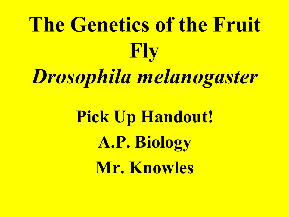 The Genetics of the Fruit Fly Drosophila melanogaster Pick Up Handout! A.P. Biology Mr. Knowles