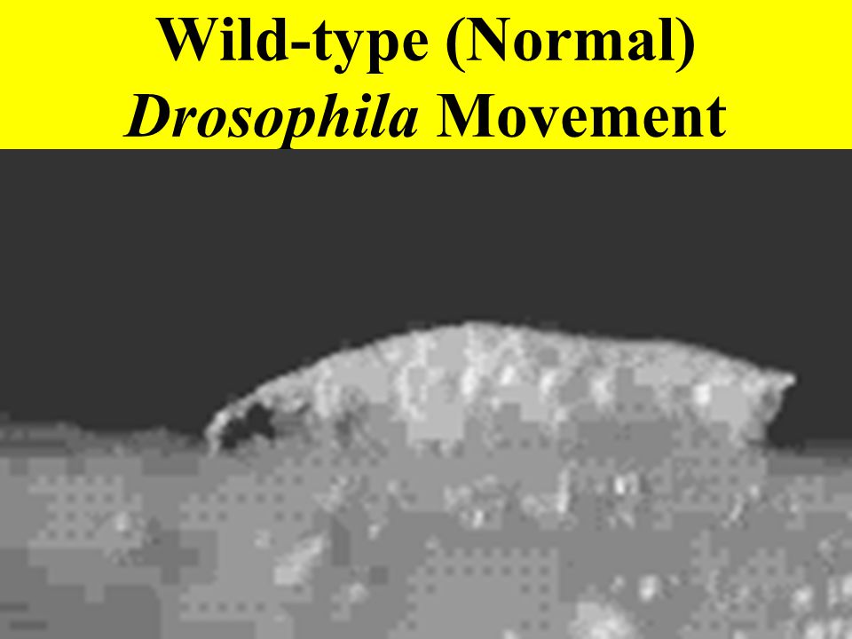 Wild-type (Normal) Drosophila Movement