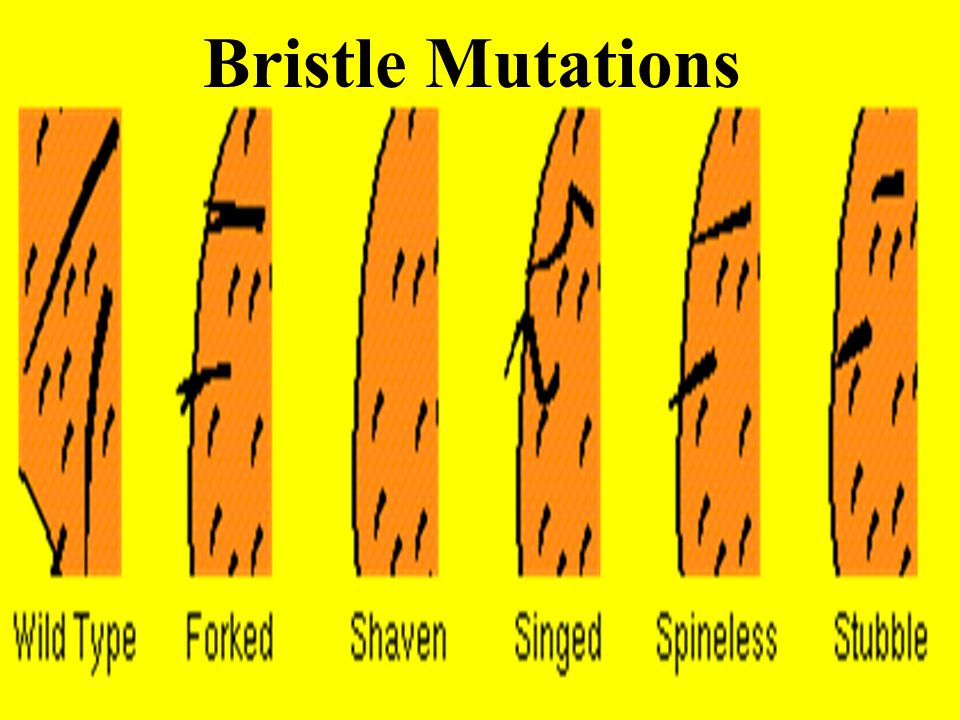 Bristle Mutations