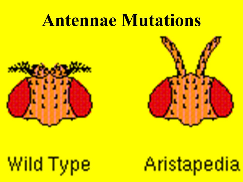 Antennae Mutations