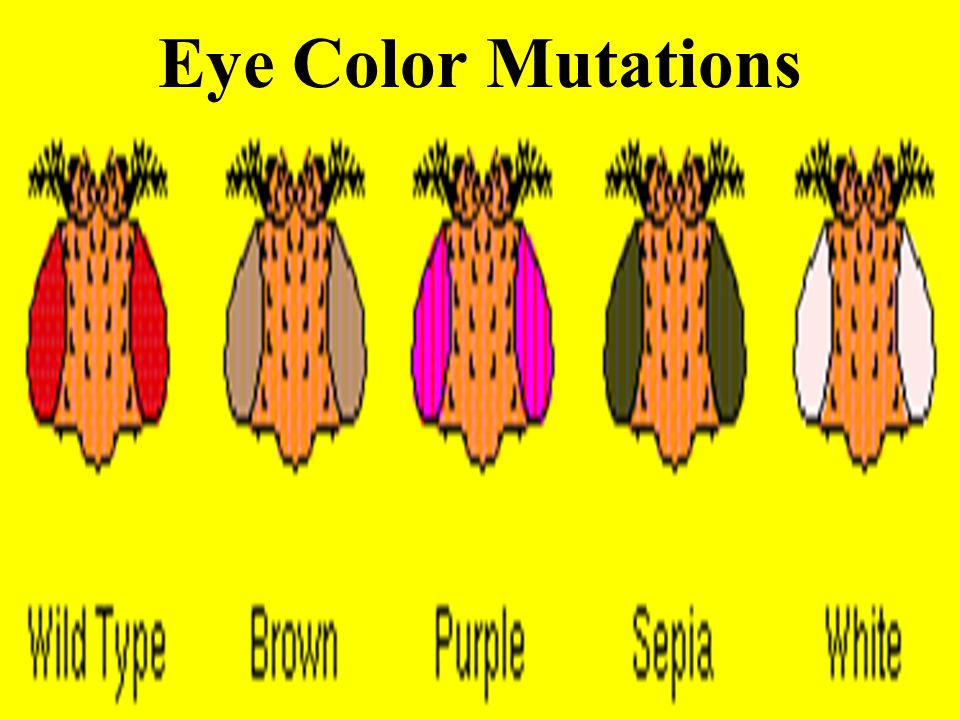 Eye Color Mutations