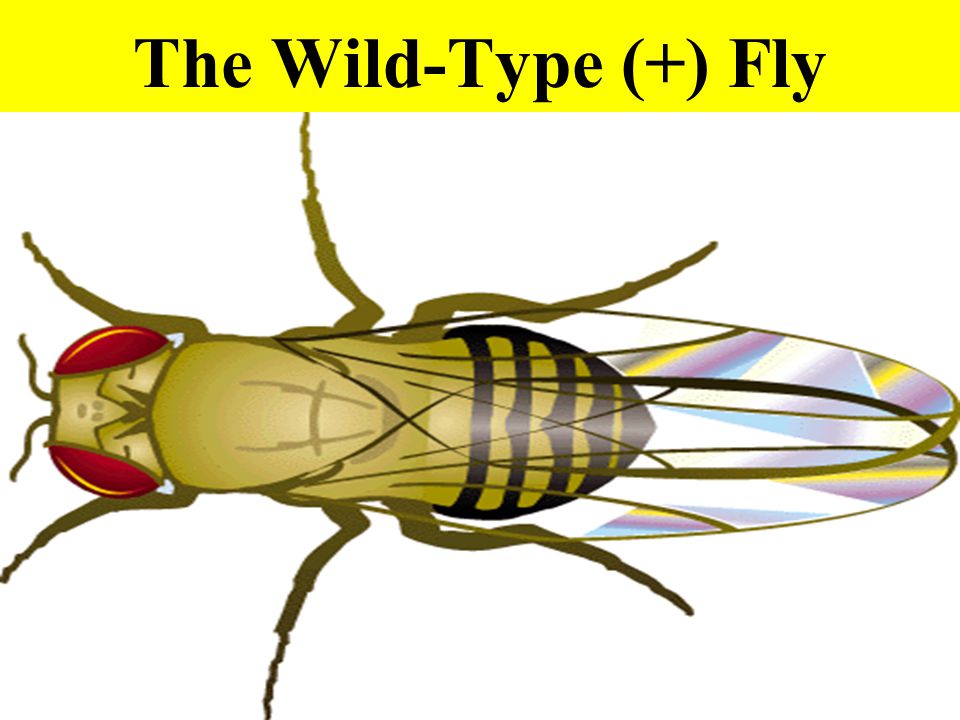 The Wild-Type (+) Fly