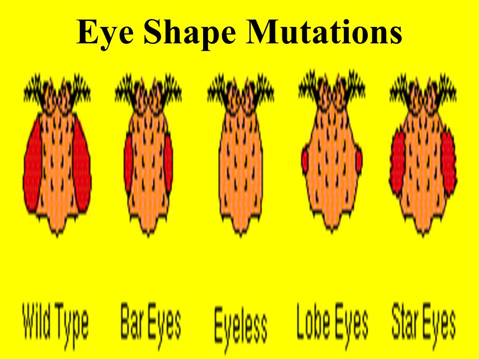 Eye Shape Mutations