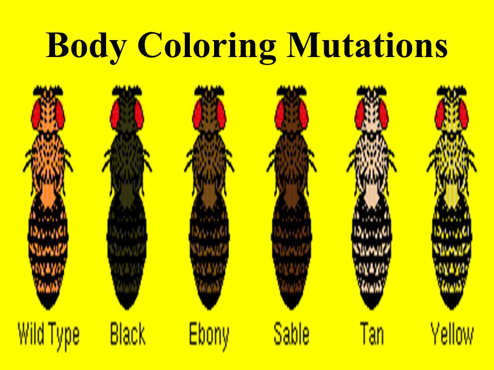 Body Coloring Mutations
