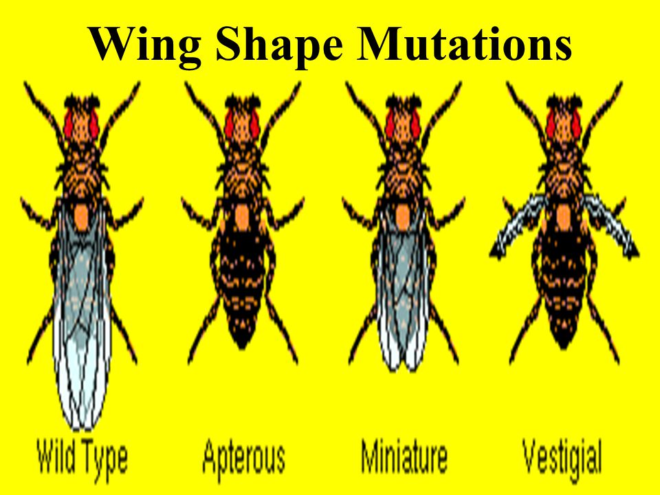 Wing Shape Mutations