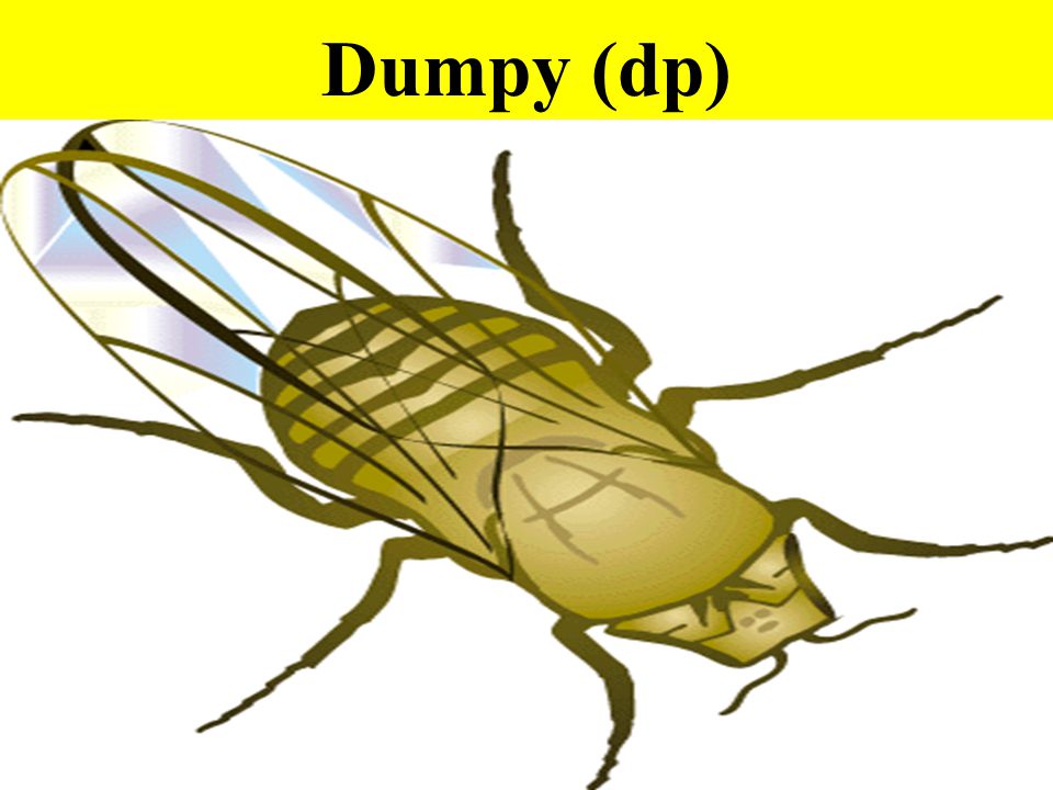 Dumpy (dp)