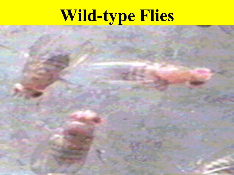 Wild-type Flies