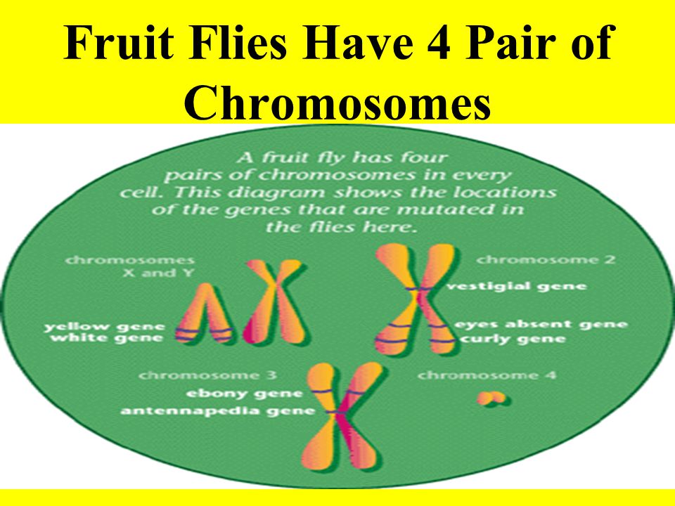 Fruit Flies Have 4 Pair of Chromosomes