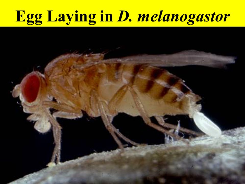 Egg Laying in D. melanogastor