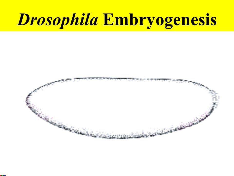 Drosophila Embryogenesis