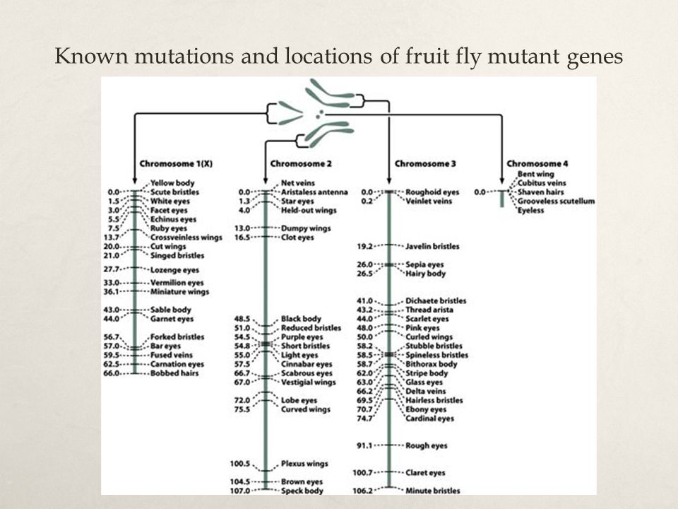 Known mutations and locations of fruit fly mutant genes