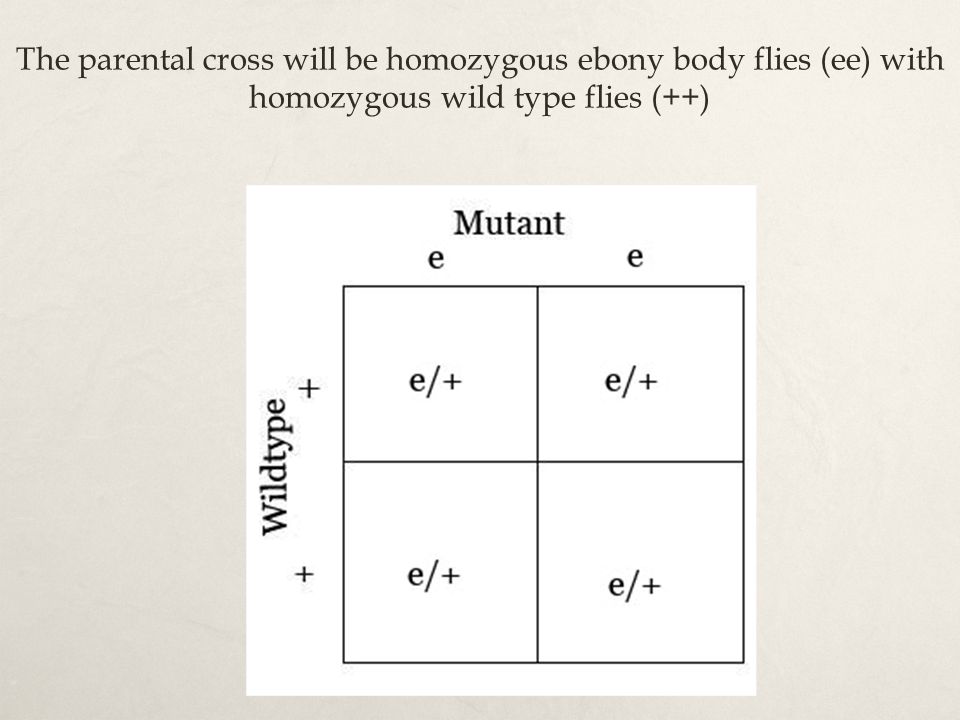 The parental cross will be homozygous ebony body flies (ee) with homozygous wild type flies (++)
