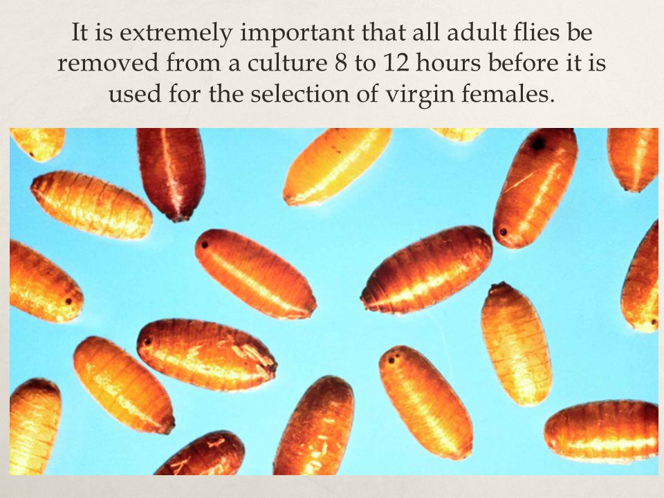 It is extremely important that all adult flies be removed from a culture 8 to 12 hours before it is used for the selection of virgin females.