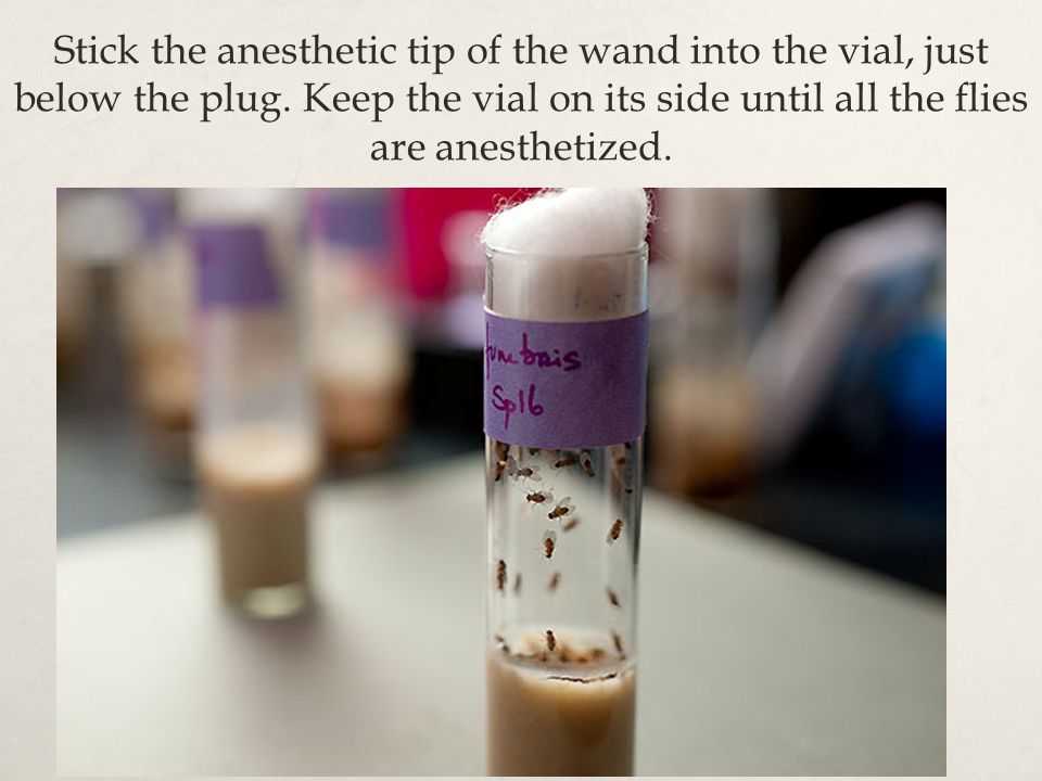 Stick the anesthetic tip of the wand into the vial, just below the plug.