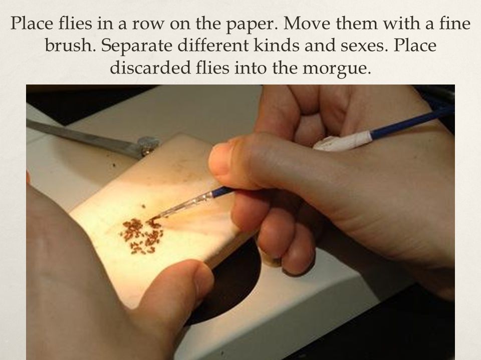 Place flies in a row on the paper. Move them with a fine brush.