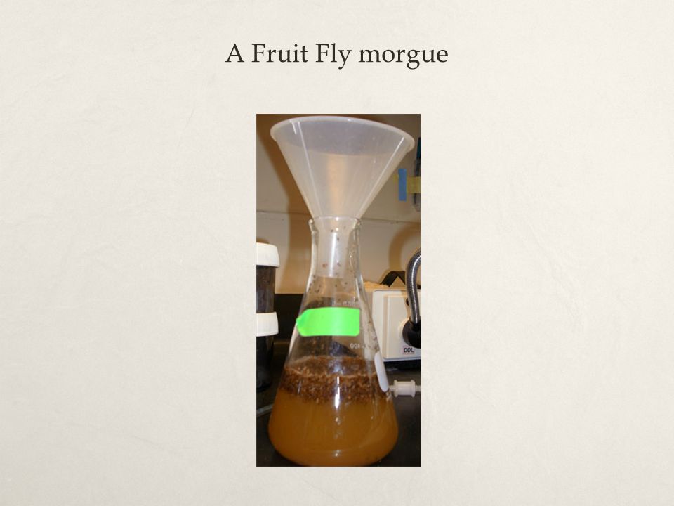 A Fruit Fly morgue