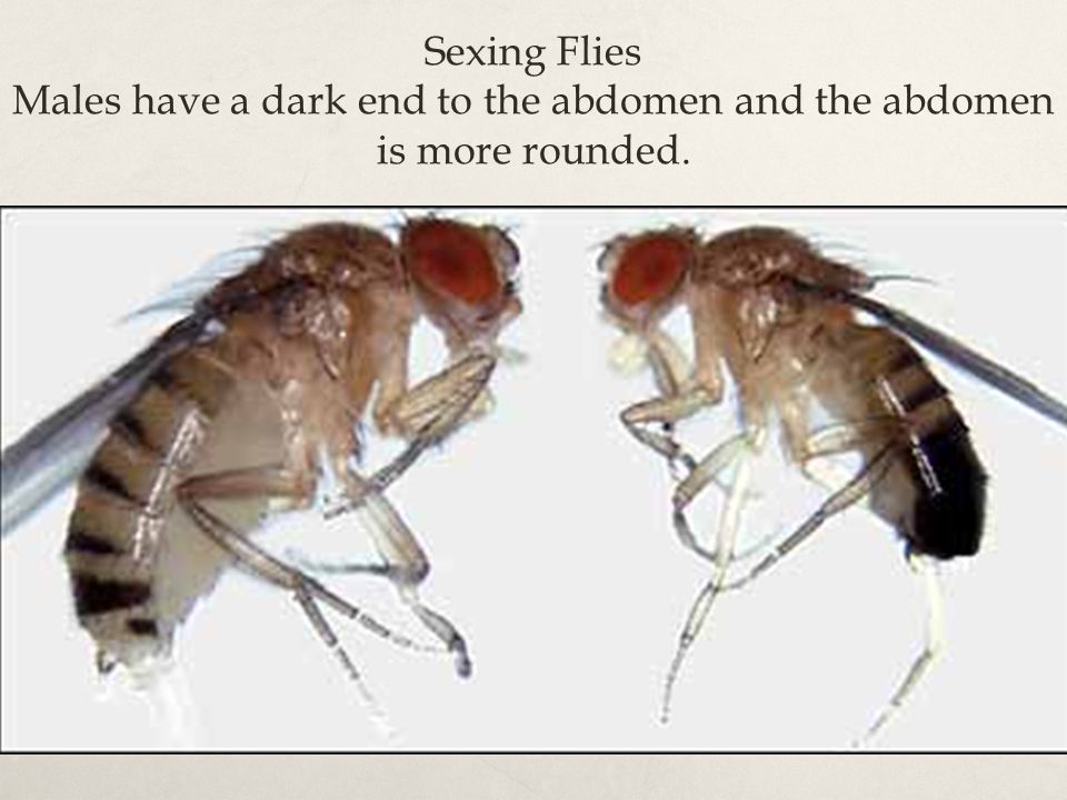 Sexing Flies Males have a dark end to the abdomen and the abdomen is more rounded.