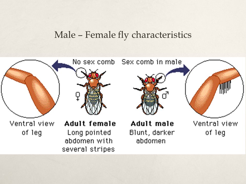 Male – Female fly characteristics