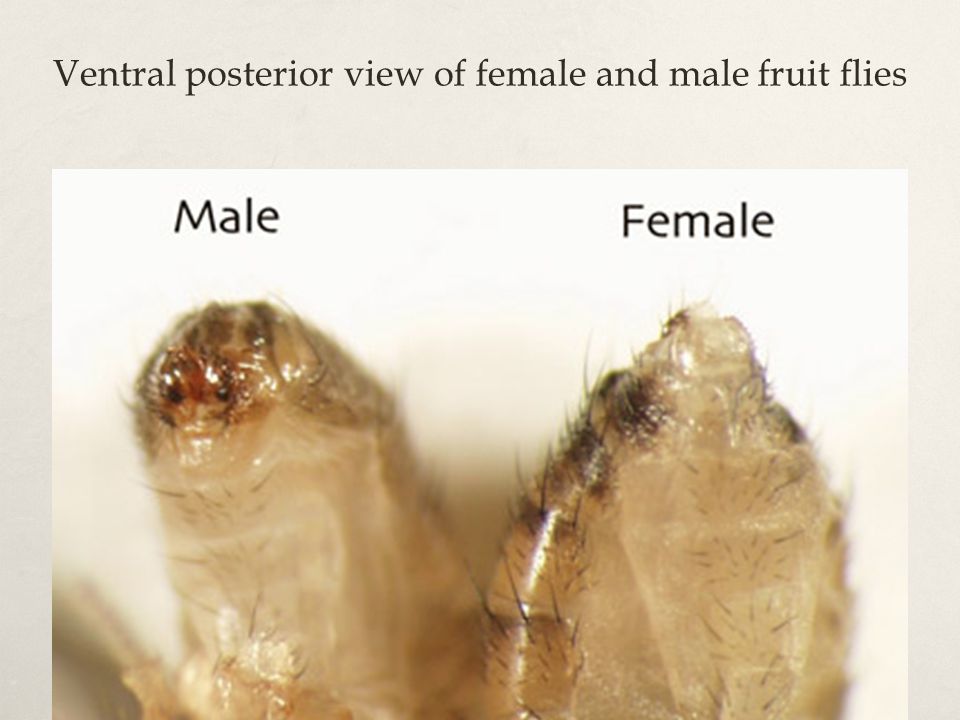 Ventral posterior view of female and male fruit flies