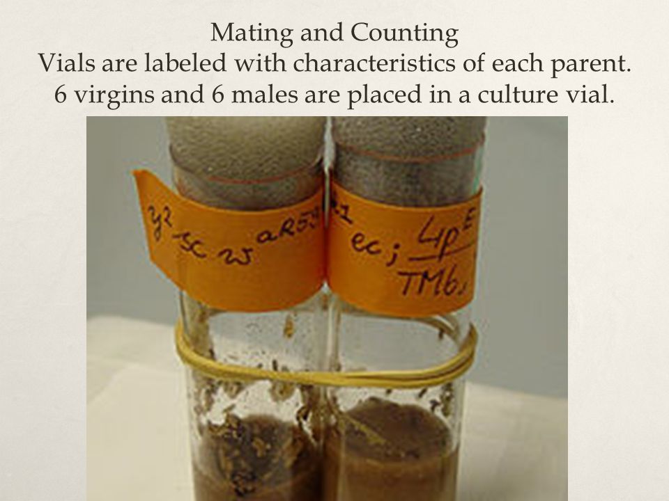 Mating and Counting Vials are labeled with characteristics of each parent.