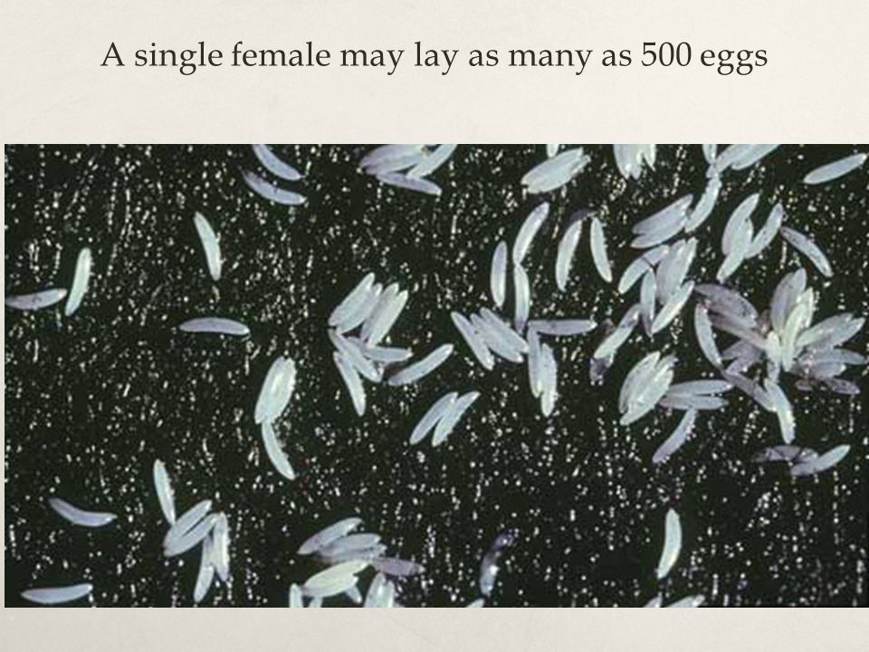 A single female may lay as many as 500 eggs