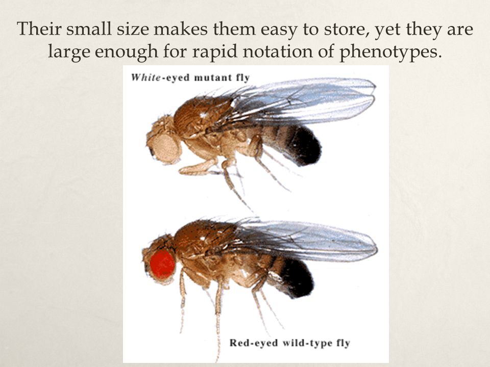 Their small size makes them easy to store, yet they are large enough for rapid notation of phenotypes.