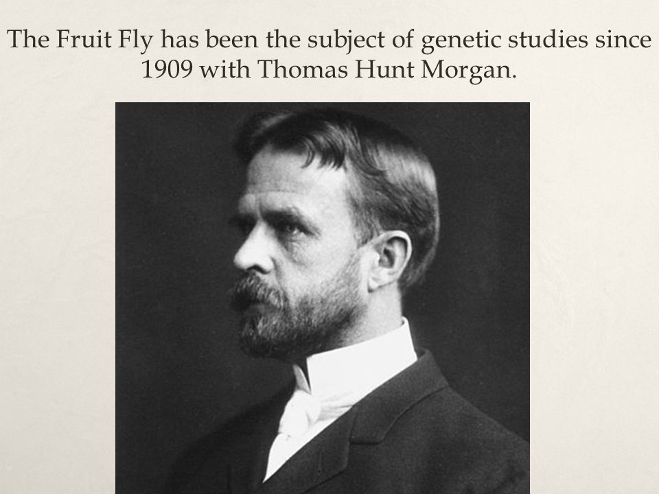 The Fruit Fly has been the subject of genetic studies since 1909 with Thomas Hunt Morgan.