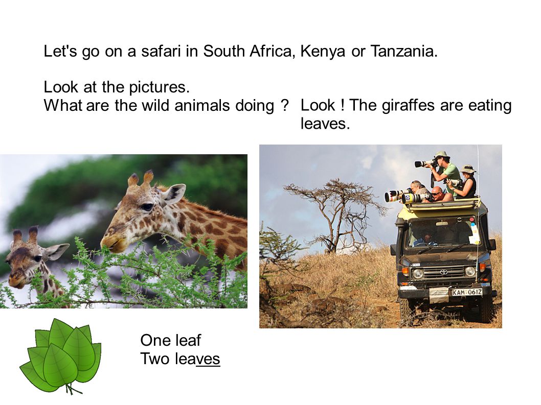 Look at the pictures. What are the wild animals doing ? Look ! The zebras  are drinking. Let's go on a safari in South Africa, Kenya or Tanzania. -  ppt download