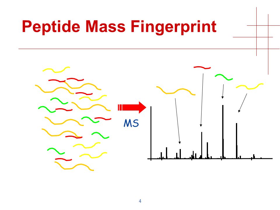 4 Peptide Mass Fingerprint MS