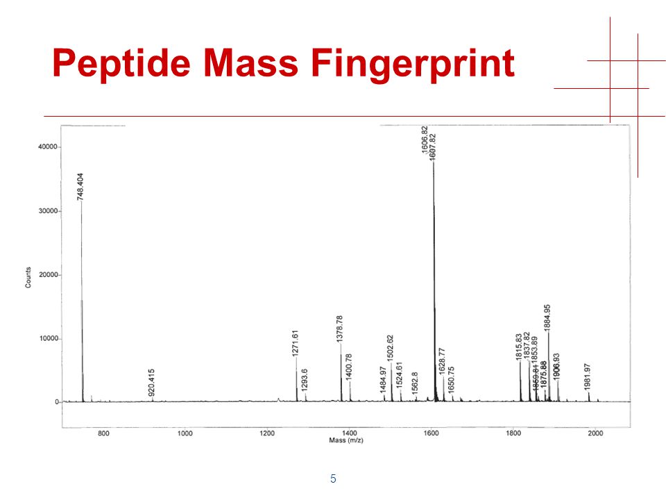 5 Peptide Mass Fingerprint