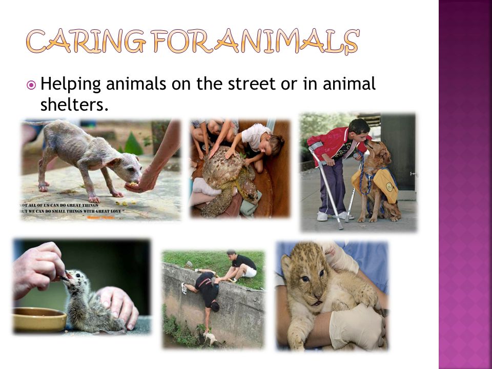  Helping animals on the street or in animal shelters.
