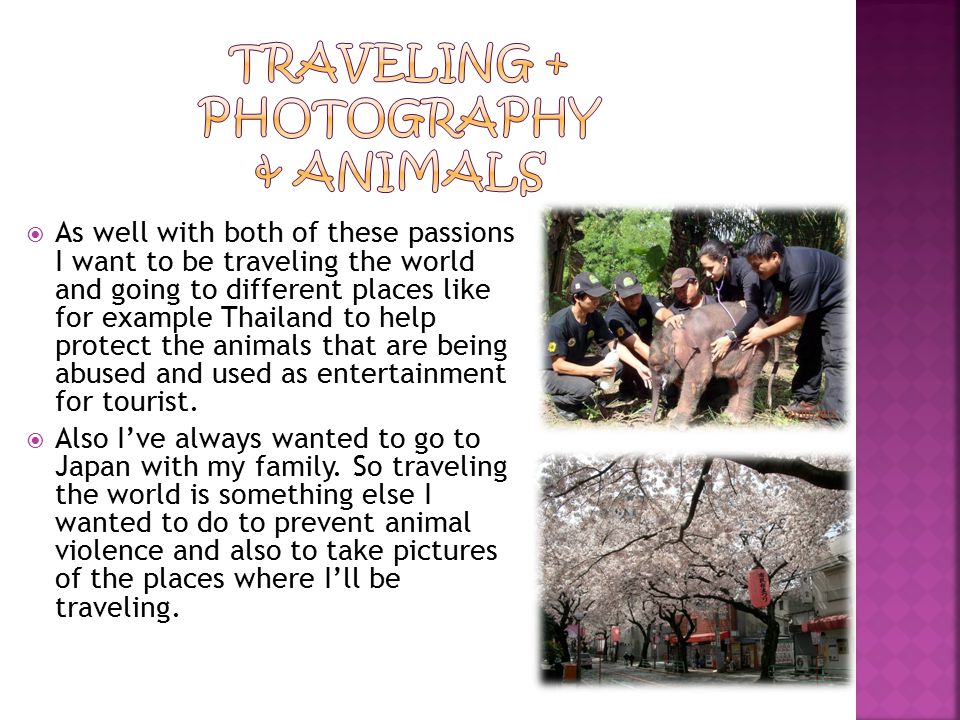  As well with both of these passions I want to be traveling the world and going to different places like for example Thailand to help protect the animals that are being abused and used as entertainment for tourist.