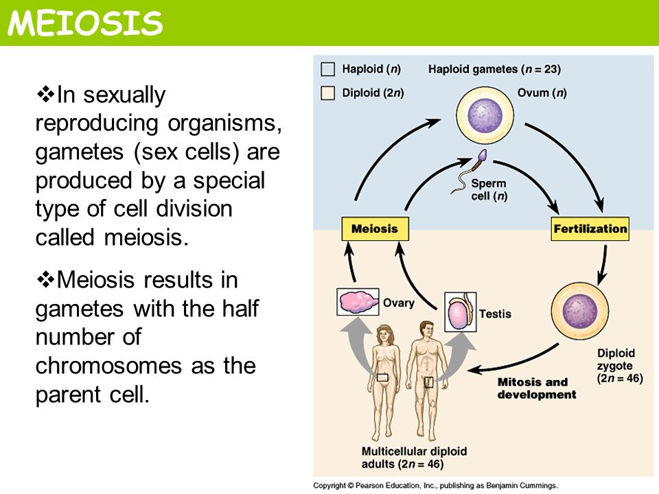 Meiosis results in gametes with the half number of... 