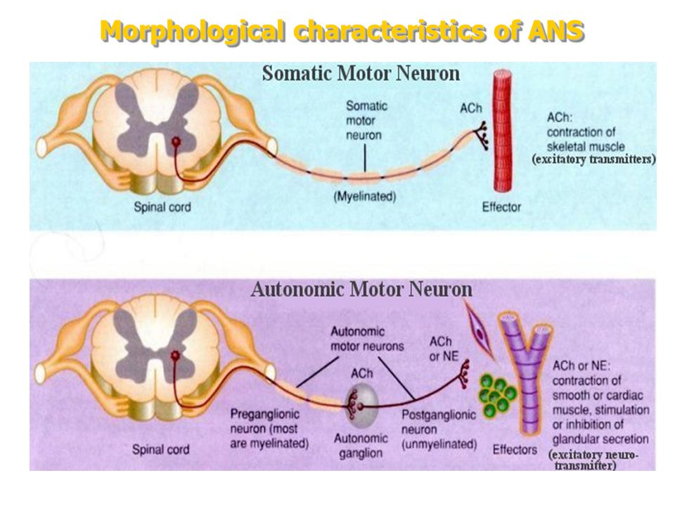 Тест нервная система органы чувств. Somatic System. Somatic nervous System. Обезьяна neuron activation. Unmyelinated neuron.