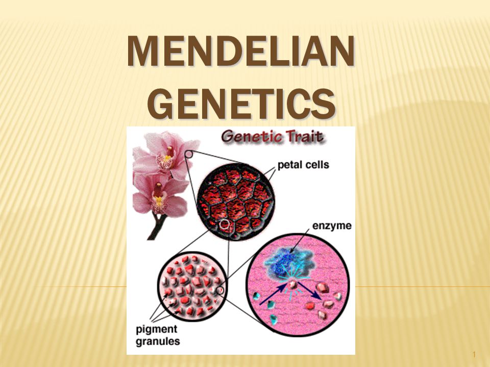MENDELIAN GENETICS 1