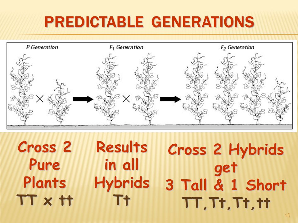 PREDICTABLE GENERATIONS 16 Cross 2 Pure Plants TT x tt Results in all Hybrids Tt Cross 2 Hybrids get 3 Tall & 1 Short TT,Tt,Tt,tt